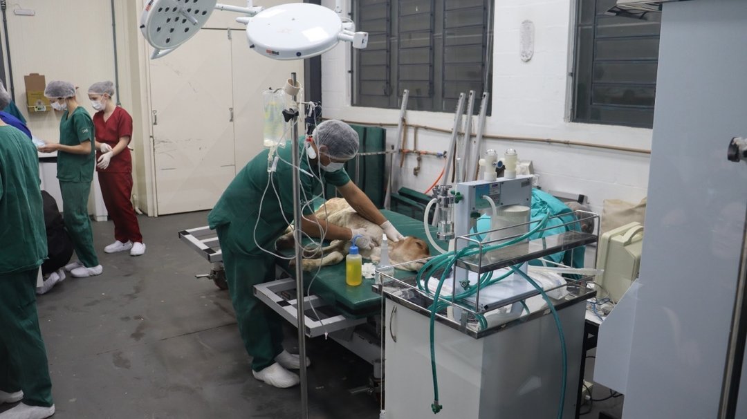 Aula prática de Medicina Veterinária da UCEFF aproxima acadêmicos da rotina cirúrgica de grandes animais